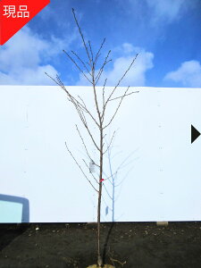 yGg[őSiP5{I 94 20:00`111:59܂Łz[X[p[Z[10%OFF]yiz͒Í JdUN ̕c 2.0-2.2m(܂܂) ̕c LO V{c[  A
