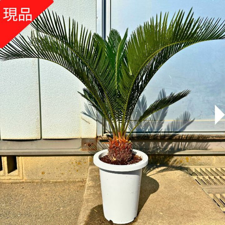 楽天市場】【現品発送】ソテツ(蘇鉄) 7号 樹高0.7-0.9m(鉢底から 