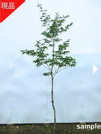 【現品発送】アオダモ 樹高2.5-2.7m(根鉢含まず）あおだも 苗 雑木 苗木 シンボルツリー 庭木 植木 落葉樹 落葉高木 送料無料