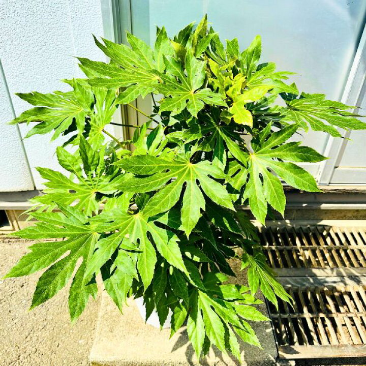 楽天市場】【一点もの】斑入りヤツデ スパイダーウェブ 8号 0.8m(鉢底 