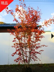 yizCn~W { 2.0-2.2m(܂܂) c c V{c[ G  A t t