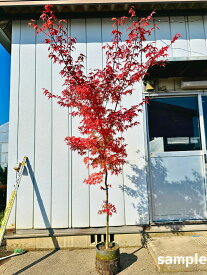 イロハモミジ 単木 樹高1.8m以上(根鉢含まず） 苗木 苗 シンボルツリー 伊呂波紅葉 庭木 植木 落葉樹 落葉高木【送料無料】