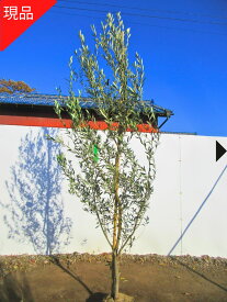 【現品発送】オリーブ(ドルチェアゴージャ) 樹高2.4-2.6m(根鉢含まず）オリーブの木 苗木 シンボルツリー 庭木 植木 常緑樹 常緑高木【送料無料】