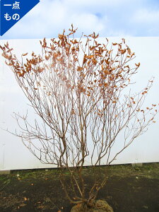 y_́zAJVI(VIccWj1.3m܂܂jԖ  A t t؁yz