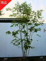 楽天市場】アオダモ 株 立ち 3m（植木｜ガーデニング・農業）：花 