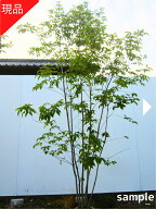 【現品発送】アオダモ 株立ち 樹高1.8-2.2m(根鉢含まず）あおだも 苗 苗木 雑木 シンボルツリー 庭木 植…