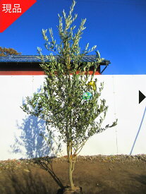 【現品発送】オリーブの木 (ボルショーナ) 樹高2.0-2.2m(根鉢含まず） シンボルツリー 苗木 庭木 植木 常緑樹 常緑高木【送料無料】