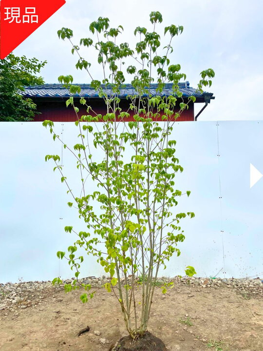 楽天市場】【現品発送】ヤマボウシ 株立ち 樹高2.3-2.5m(根鉢含まず 