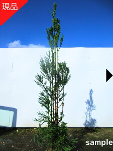 yiz_CXM 䐙 1.8-2.0m(܂܂jc c V{c[ a뉀 kR kR䐙yz