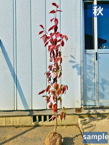 �t�C�� �n�C�u���b�h�n�i�~�Y�L ��(�C���h��) ����1.6m�O��(�����܂�) ������ ���� �X�e���n �Ԑ��� �͂Ȃ݂��� ��^ �V���{���c���[ ��� �A�� ���t�� ���t����