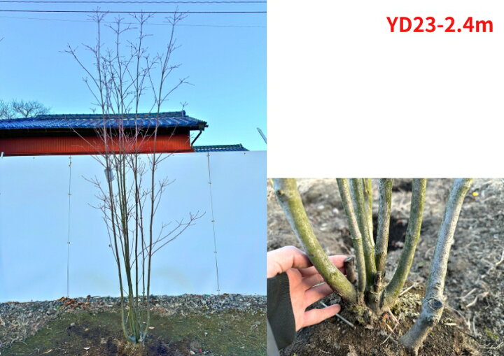楽天市場】【現品発送】ヤマボウシ 株立ち 樹高2.4-2.6m(根鉢含まず 
