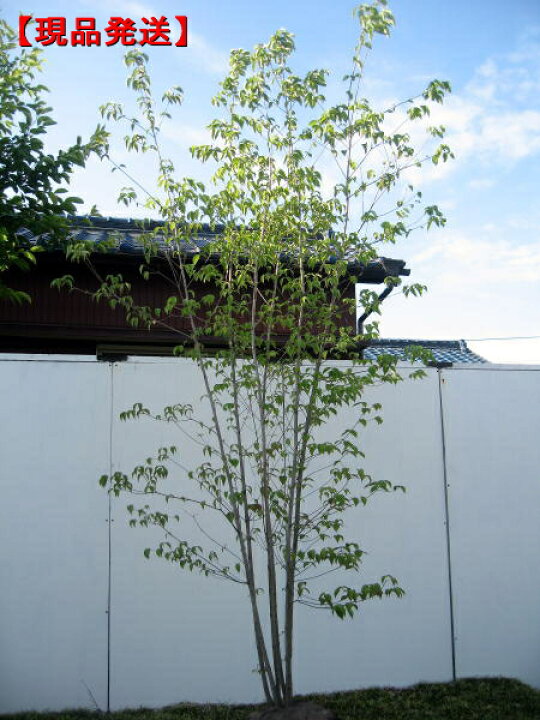楽天市場 現品発送 ヤマボウシ 株立 樹高2 4 2 5m 根鉢含まず シンボルツリー 庭木 植木 落葉樹 落葉高木 送料無料 ぐりーんぐりーん