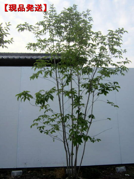 楽天市場 現品発送 アオダモ 株立樹高1 7 2 0m 根鉢含まず 雑木 シンボルツリー 庭木 植木 落葉樹 落葉高木 送料無料 ぐりーんぐりーん