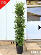 【現品発送】梛の木 ナギノキ 縁結びの木 8－10号 屋外用観葉植物 ベランダ 梛 ナギ 神木 鉢 鉢植え 苗 …