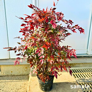 �␫�i���e�� �O���t�X�g���[�� 6�� ����60cm�O��(���ꂩ��) �h���[�t�i���e�� �␫��V �c�� �c ���A�� ��� �A�� ��Ύ� ��Β�؁y���������z