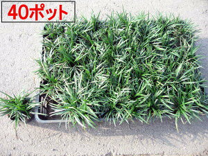 ^}E(ʗ)|bg@40|bgi1P[XjyYzOhJo[@@}yz