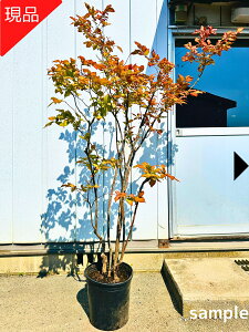 yizicn[ 10 1.7-2.1m(ꂩ) G c c 10|bg A  A t t