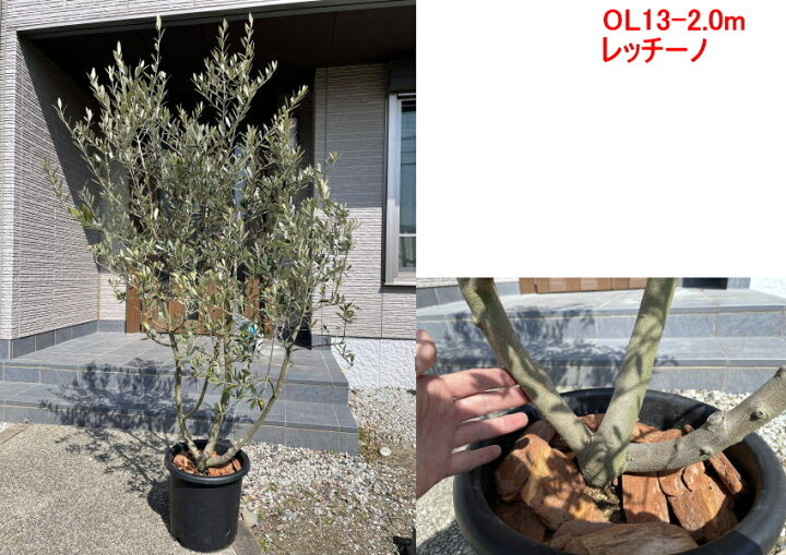 楽天市場 現品発送 植え替え不要 太いオリーブの木 選べる品種 10号樹高1 7 2 1m 根鉢含む シンボルツリー 庭木 植木 常緑樹 常緑高木 鉢植え 実のなるサイズ 送料無料 ぐりーんぐりーん 楽天市場 現品発送 植え替え不要 太いオリーブの木 選べる品種 10号樹高1 7 2 1m 根鉢含む シンボルツリー 庭木 植木 常緑樹 常緑高木 鉢植え 実のなるサイズ 送料無料 ぐりーんぐりーん