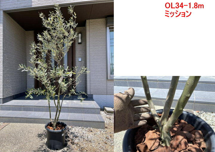 楽天市場 現品発送 植え替え不要 太いオリーブの木 選べる品種 10号樹高1 7 2 1m 根鉢含む シンボルツリー 庭木 植木 常緑樹 常緑高木 鉢植え 実のなるサイズ 送料無料 ぐりーんぐりーん
