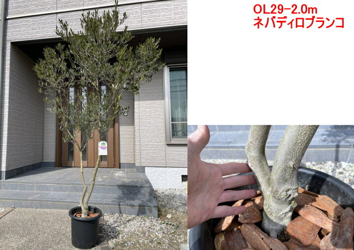楽天市場 現品発送 植え替え不要 太いオリーブの木 選べる品種 10号樹高1 7 2 1m 根鉢含む シンボルツリー 庭木 植木 常緑樹 常緑高木 鉢植え 実のなるサイズ 送料無料 ぐりーんぐりーん