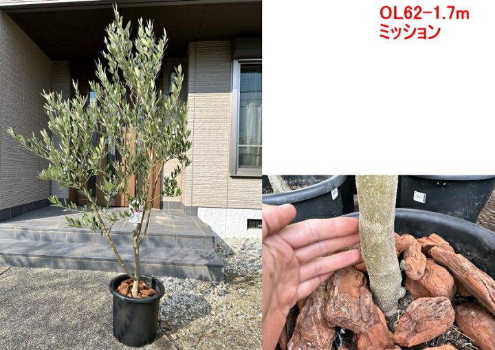 現品発送 植え替え不要 太いオリーブの木 選べる品種 シンボルツリー 庭木 植木 常緑樹 常緑高木 鉢植え 実のなるサイズ 送料無料 ぐりーんぐりーん ぐりーんぐりーん現品発送 オリーブの木 14号 鉢植え 庭木 植木 常緑樹 常緑高木 送料無料 Ellinghamhouse Co Uk