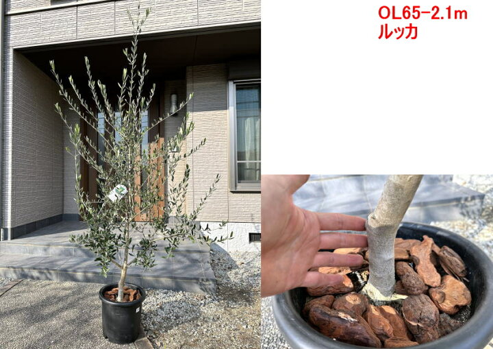楽天市場 現品発送 植え替え不要 太いオリーブの木 選べる品種 10号樹高1 6 2 1m 根鉢含む シンボルツリー 庭木 植木 常緑樹 常緑高木 鉢植え 実のなるサイズ 送料無料 ぐりーんぐりーん