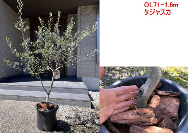 楽天市場 現品発送 植え替え不要 太いオリーブの木 選べる品種 10号樹高1 6 2 1m 根鉢含む シンボルツリー 庭木 植木 常緑樹 常緑高木 鉢植え 実のなるサイズ 送料無料 ぐりーんぐりーん