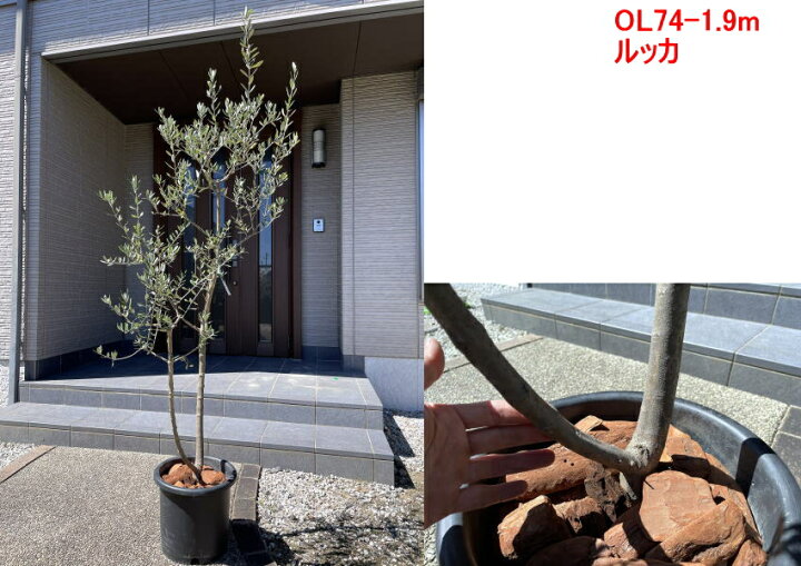 楽天市場 現品発送 植え替え不要 太いオリーブの木 選べる品種 10号樹高1 6 2 1m 根鉢含む シンボルツリー 庭木 植木 常緑樹 常緑高木 鉢植え 実のなるサイズ 送料無料 ぐりーんぐりーん