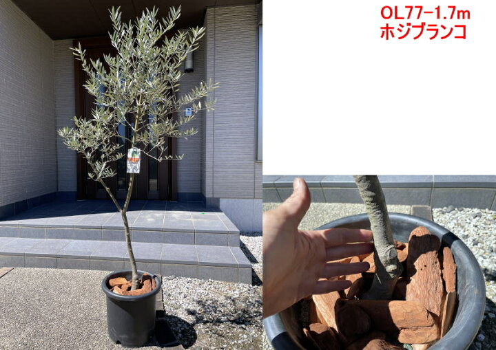 楽天市場 現品発送 植え替え不要 太いオリーブの木 選べる品種 10号樹高1 6 2 1m 根鉢含む シンボルツリー 庭木 植木 常緑樹 常緑高木 鉢植え 実のなるサイズ 送料無料 ぐりーんぐりーん