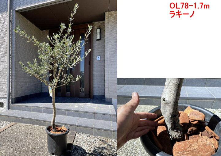 楽天市場 現品発送 植え替え不要 太いオリーブの木 選べる品種 10号樹高1 6 2 1m 根鉢含む シンボルツリー 庭木 植木 常緑樹 常緑高木 鉢植え 実のなるサイズ 送料無料 ぐりーんぐりーん