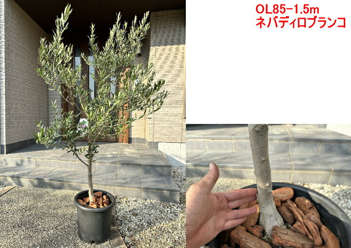 楽天市場 現品発送 植え替え不要 太いオリーブの木 選べる品種 10号樹高1 6 2 1m 根鉢含む シンボルツリー 庭木 植木 常緑樹 常緑高木 鉢植え 実のなるサイズ 送料無料 ぐりーんぐりーん