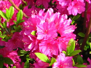 12{ZbgNccW(văccW)Ӓ̕(R`Em}C)Ԗ0.3m(܂) Ԗ  A Ύ Β؁yz