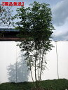 【現品発送】シマトネリコ樹高2.0-2.5m(根鉢含まず) 株立　シンボルツリー　庭木　植木　常緑樹　常緑高木