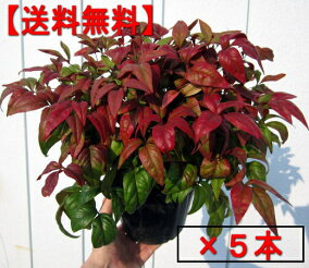 楽天市場 植木 種類 植物 ナンテン 人気ランキング1位 売れ筋商品