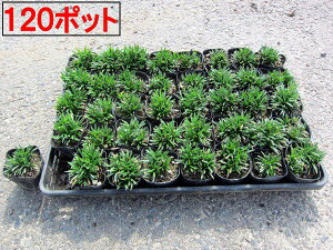 qE(P)120|bgi40|bg×3P[X)yz@OhJo[@@}yz