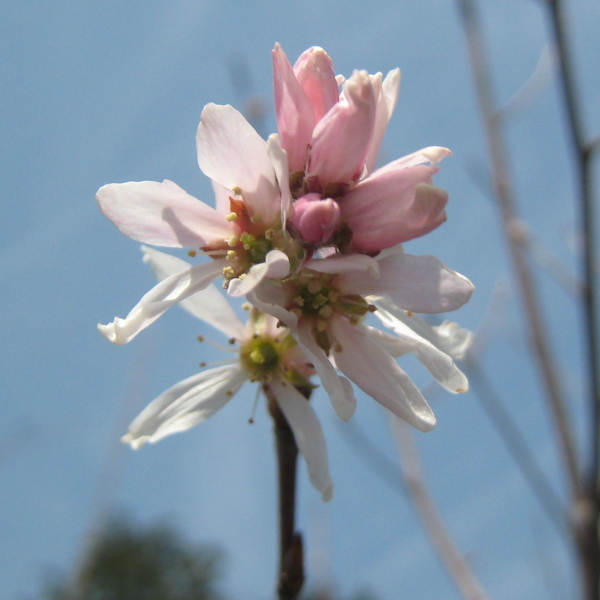 ピンク花品種 ジューンベリー ロビンヒル 樹高1 7 2 4m 根鉢含まず 落葉高木 落葉樹 庭木 シンボルツリー 植木 おトク