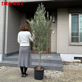 楽天市場 植木 種類 植物 オリーブ ガーデニング 農業 花 ガーデン Diy の通販