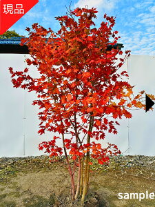 yizRnE`JGf  1.5-1.7m(܂܂jgt ~W V{c[ G  A t t؁yz