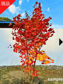 【現品発送】コハウチワカエデ 株立ち 樹高1.5-1.7m(根鉢含まず）紅葉 モミジ シンボルツリー 雑木 庭木 植木 落葉樹 落葉高木【送料無料】