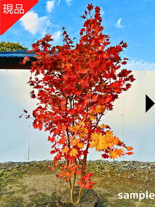 yizRnE`JGf  1.5-1.7m(܂܂jgt ~W V{c[ G  A t t؁yz