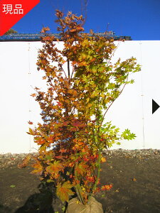 yizRnE`JGf  1.5-1.7m(܂܂jgt ~W V{c[ G  A t t؁yz