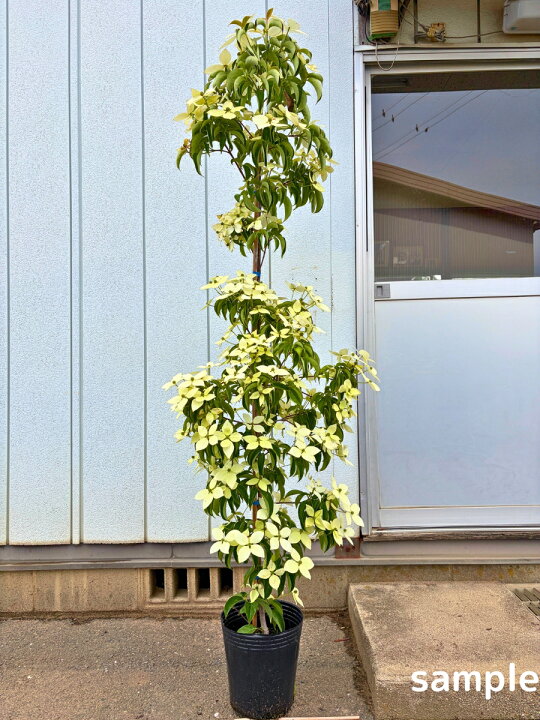 楽天市場】常緑ヤマボウシ 月光 樹高1.8m前後(鉢底から）8号ポット 