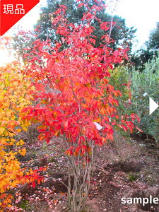 yizVL  1.5-2.0m(܂܂j c G V{c[  A t t 