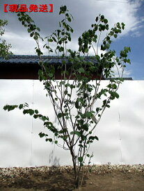 【現品発送】マルバノキ樹高2.3-2.4m(根鉢含まず）シンボルツリー 庭木 植木 落葉樹 落葉高木【送料無料】