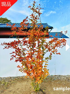 �y���i�����z�J�}�c�J ����2.4-2.5m(�����܂܂��j���܂� ���� �G�� �V���{���c���[ ��� �A�� ���t�� ���t���� ��������