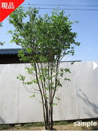 【現品発送】アオダモ 本株立ち 樹高2.3-2.6m(根鉢含まず）アオダモの木 あおだも 苗木 苗 シンボルツリ…