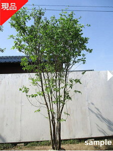 yizAI_  2.3-2.7m(܂܂jc V{c[ G  A t t؁yz