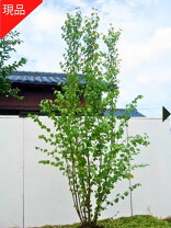 楽天市場】カツラ 株立の通販