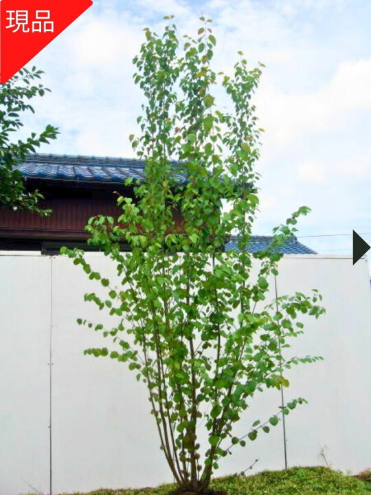 楽天市場】【現品発送】カツラ 株立ち 樹高1.9-2.2m(根鉢含まず 