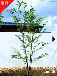 yizAIn_  1.8-2.2m(܂܂)  V{c[ G  A t t